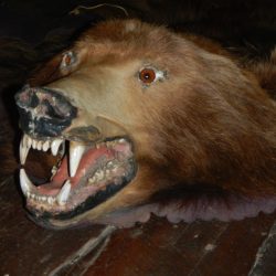Grizzly Bear Rug
