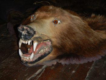 Grizzly Bear Rug