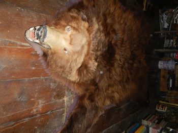 Grizzly Bear Rug - Image 5
