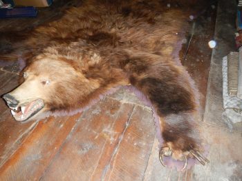 Grizzly Bear Rug - Image 3