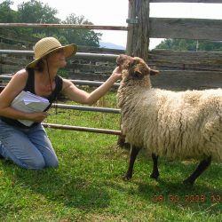 Sheep 101