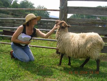 Sheep 101
