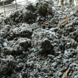 Manure
