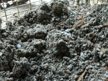 Manure