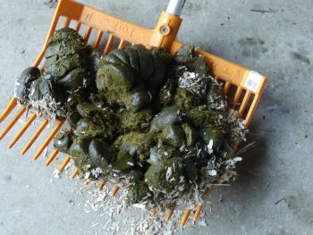 Manure - Image 2