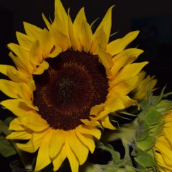 Cut Flowers