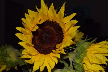 Cut Flowers