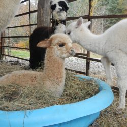 Farm Tours