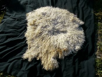 Sheep Hide