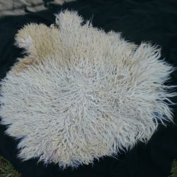 Angora Goat