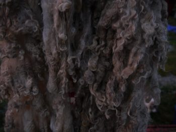 Alpaca Huacaya Fiber