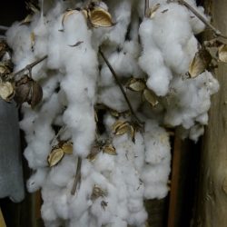 Cotton
