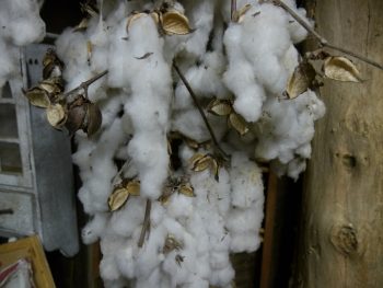 Cotton