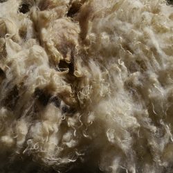 Raw Fiber
