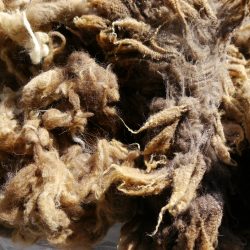 Shetland Sheep Wool