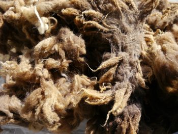 Shetland Sheep Wool