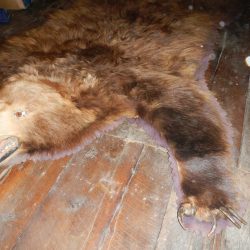 Bear Rugs